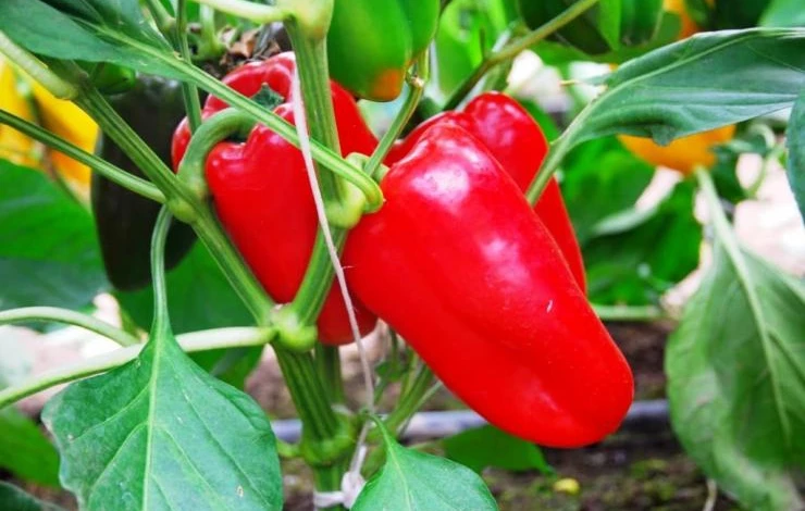 сорт крупного перца для теплиц Гренадер F1