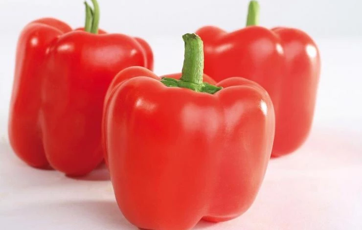 крупный сорт перца Квадро Ред
