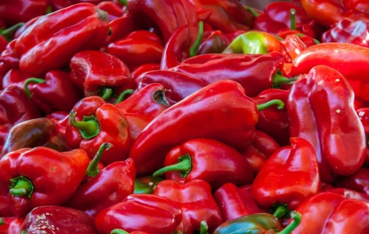 крупный сорт болгарского перца денис