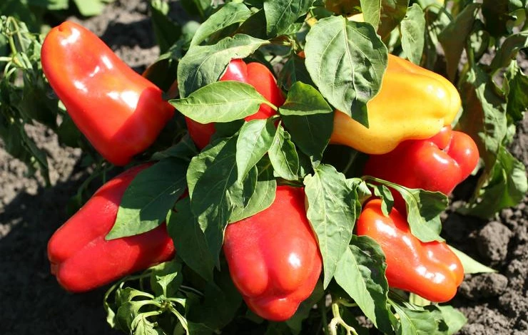 Урожайный сорт перца для теплиц Агаповский