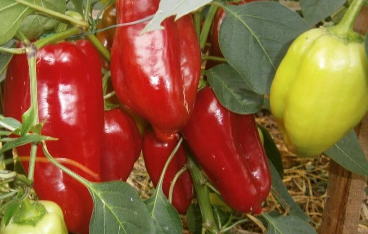 Урожайный сорт перца для теплиц атлант