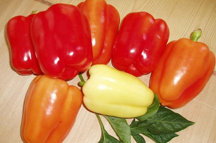 Урожайный сорт перца для теплиц изабелла