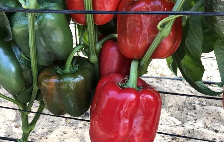 высокоурожайный сорт перца для тепличного выращивания латинос