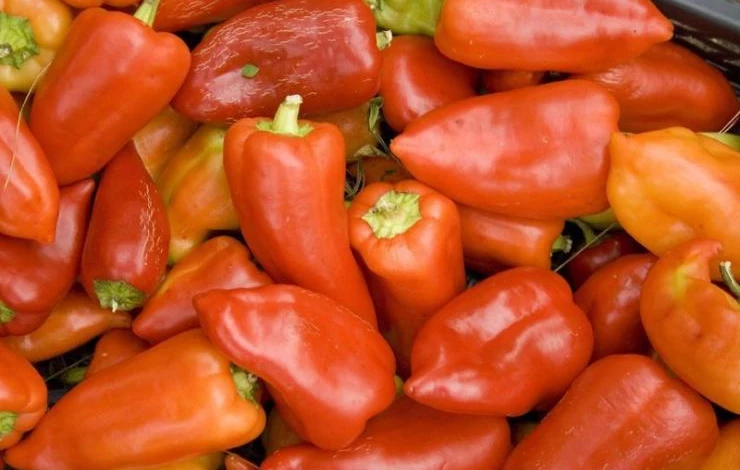 Урожайный сорт перца для теплиц здоровье