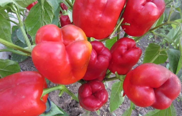 Урожайный сорт перца для теплиц нежность