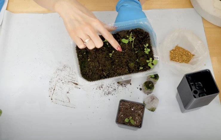 когда пикировать петунию