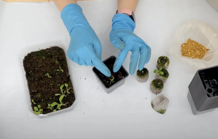 как правильно пикировать рассаду петунии