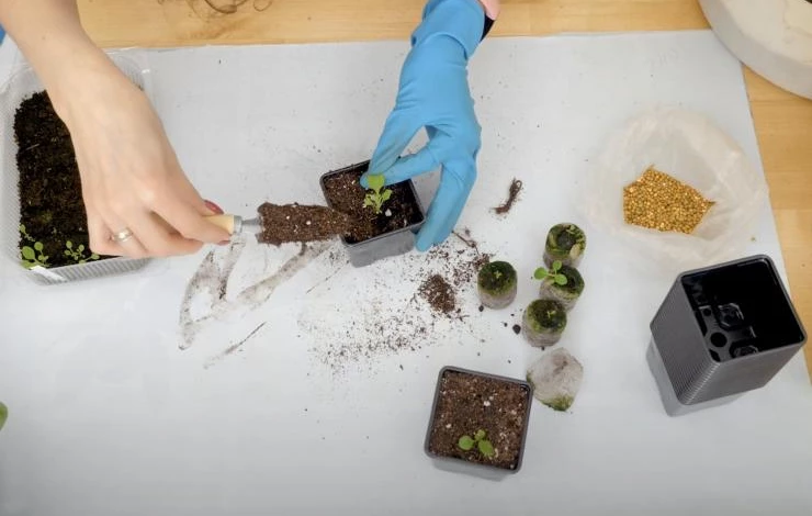 инструкция как пикировать петунию