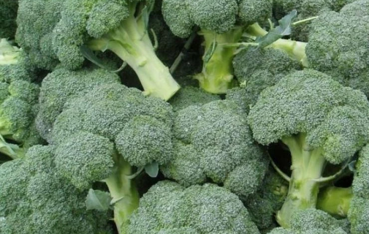 сорт брокколи Монако F1