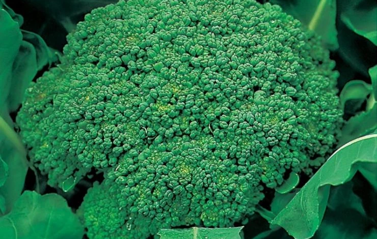 Сорт брокколи Монтоп
