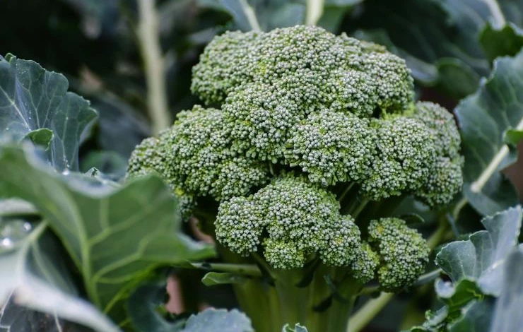 сорт брокколи Корвет F1