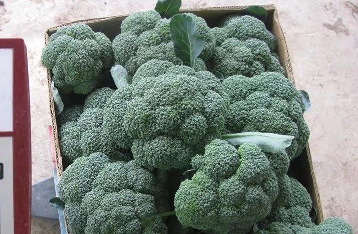 сорт брокколи айронмен