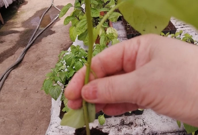 Выращивание рассады без пикировки