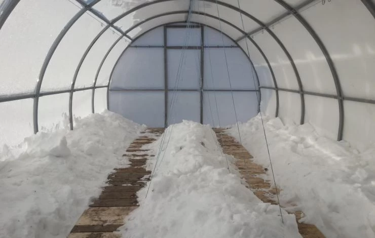 зачем накидывать снег в теплицу
