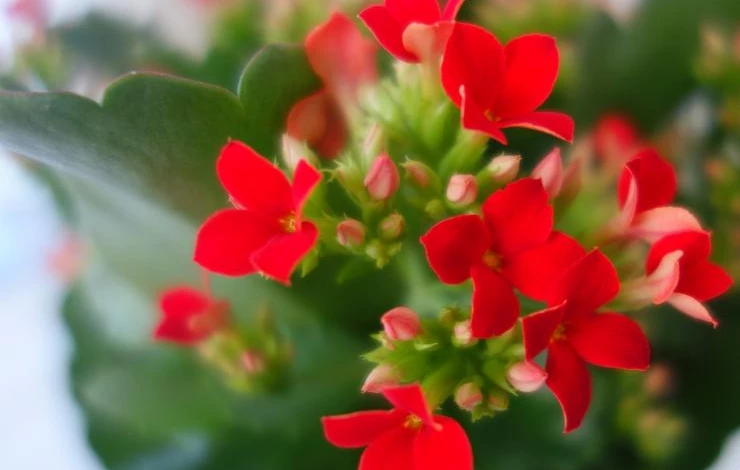 Каланхоэ Блоссфельда