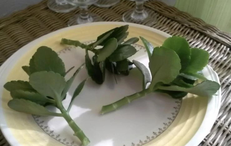 размножение каланхоэ в домашних условиях