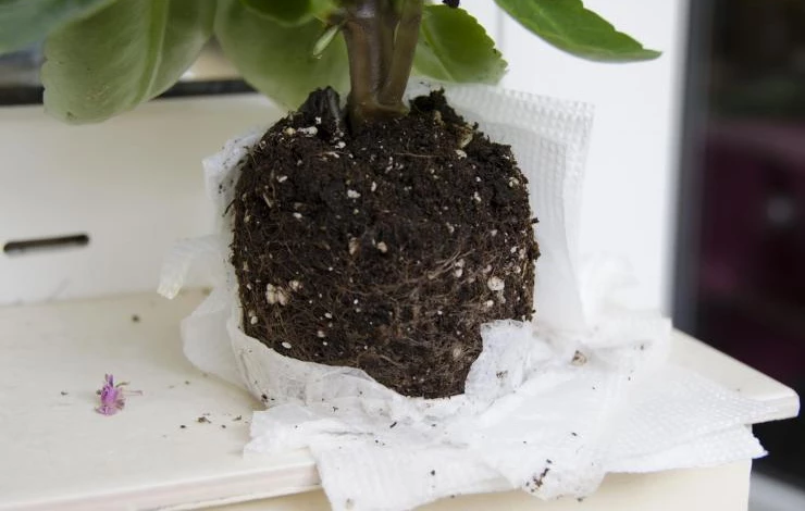 пересадка каланхоэ в домашних условиях