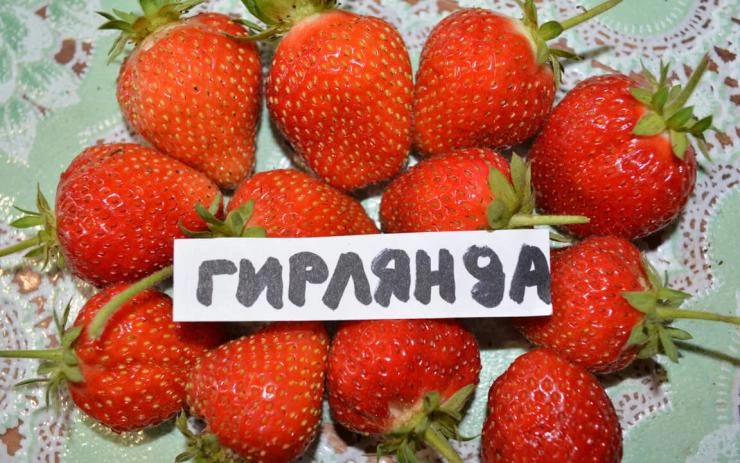 сорт ремонтантной земляники Гирлянда