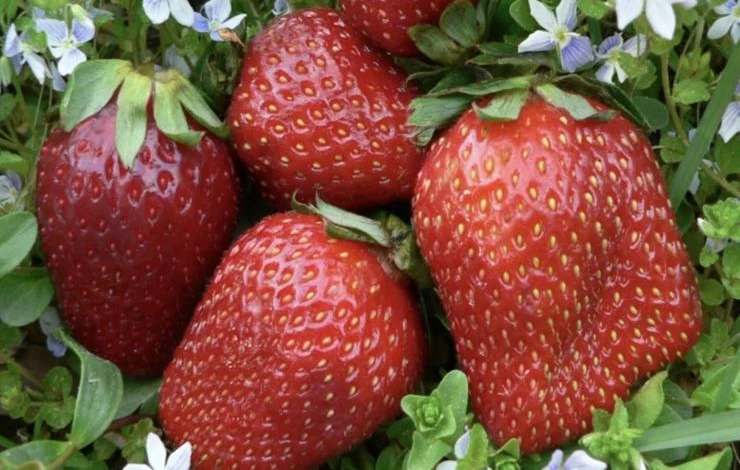 сорт ремонтантной земляники искушение