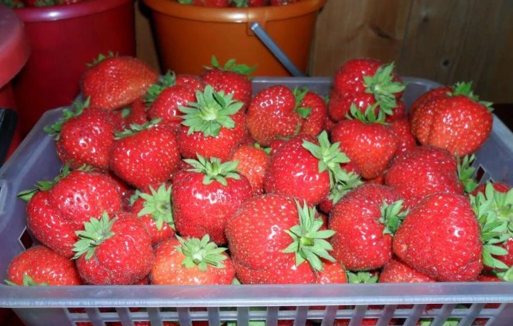 сорт ремонтантной земляники кокетка