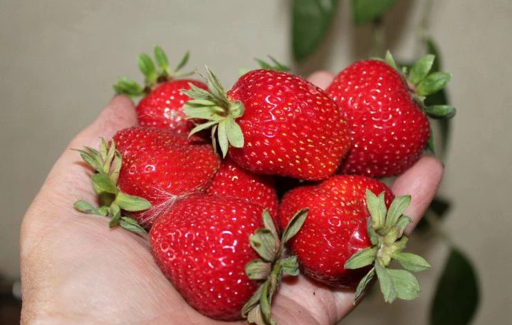 сорт ремонтантной земляники сельва