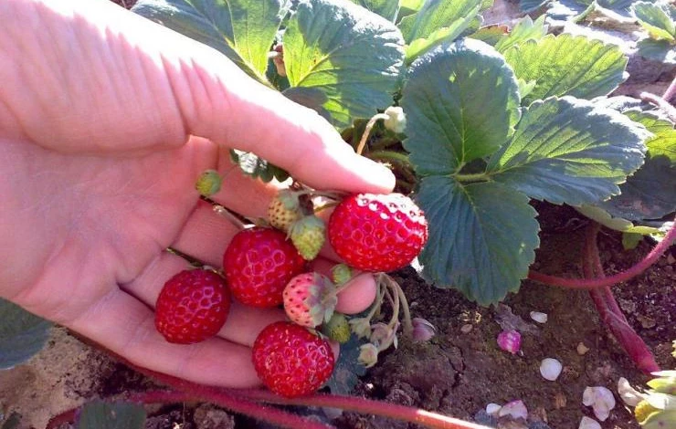 сорт ремонтантной земляники крымская ремонтантная