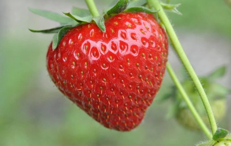 сорт ремонтантной земляники женева