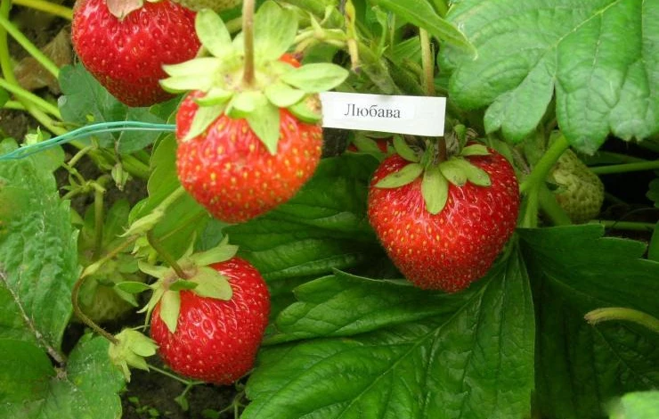 сорт ремонтантной земляники любава