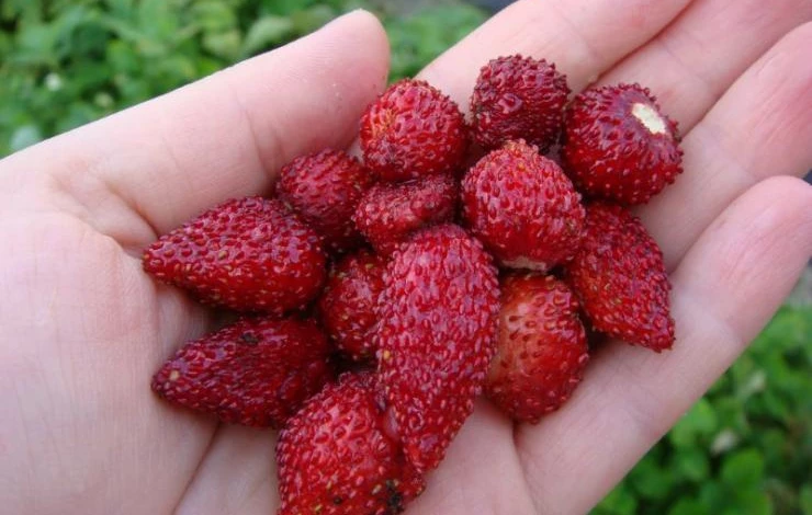 сорт ремонтантной земляники александрия