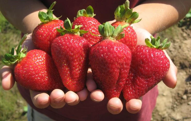 сорт ремонтантной земляники альбион