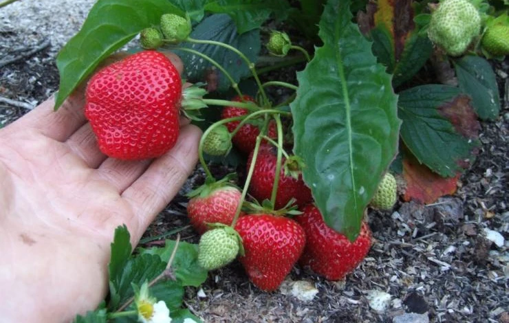 сорт ремонтантной земляники королева Елизавета 2