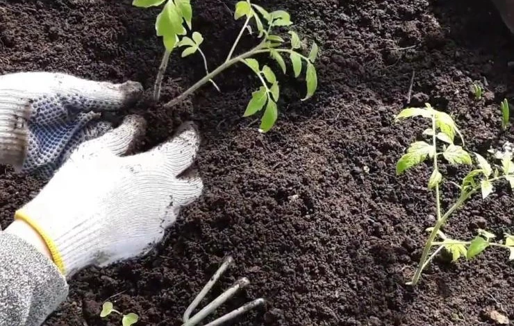 от чего появляется серая гниль на растениях