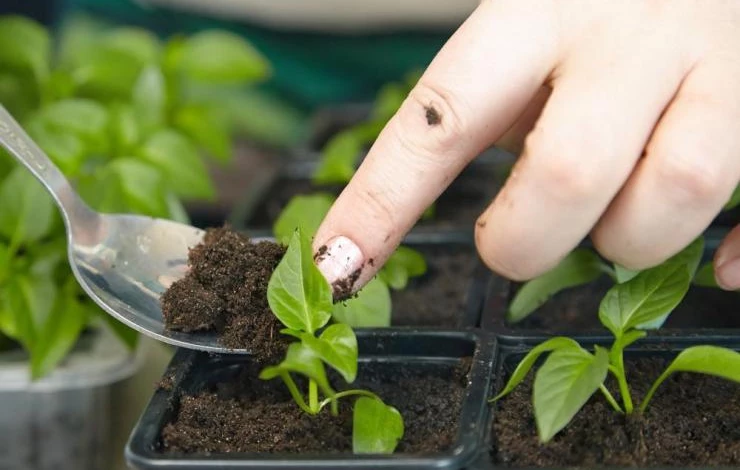 пикировка рассады в марте в домашних условиях