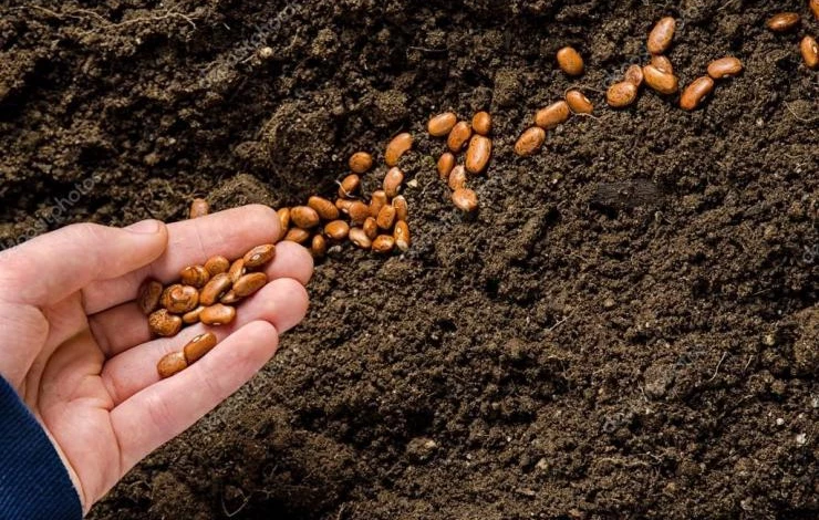 посадка фасоли весной в открытый грунт