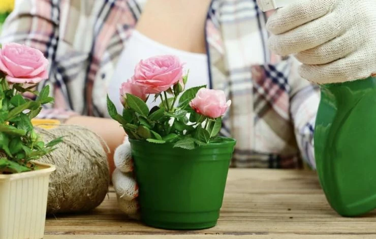 полив комнатных роз