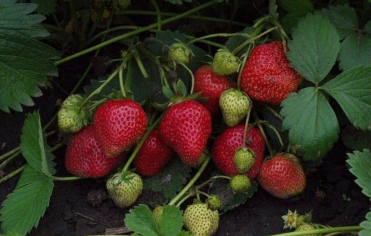 Сорт ремонтантной клубники Елизавета II