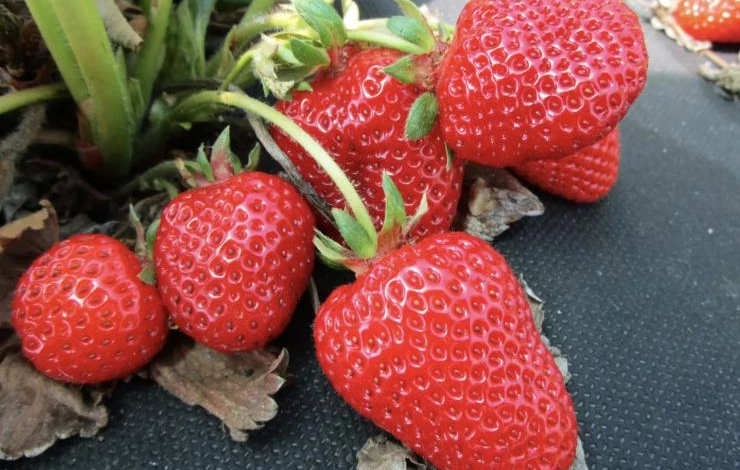 Сорт ремонтантной клубники Крымская ремонтантная