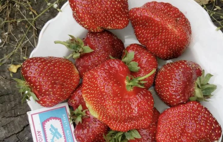 Сорт ремонтантной клубники Красная шапочка