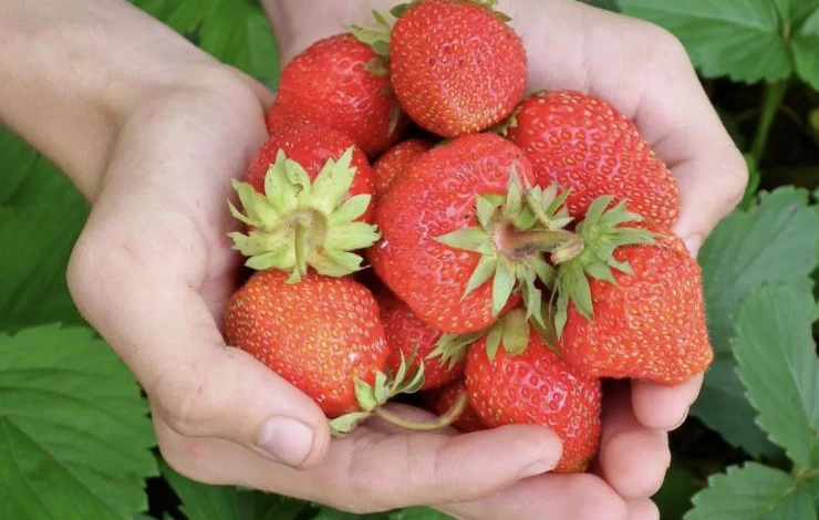 Сорт ремонтантной клубники Осенняя забава