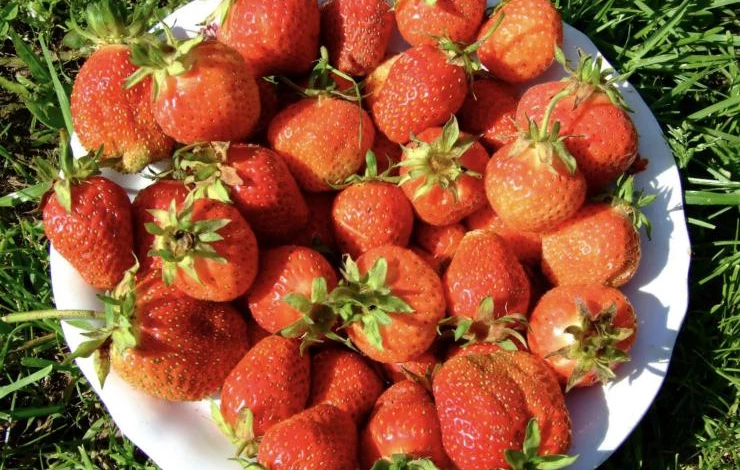 Сорт ремонтантной клубники Тристан