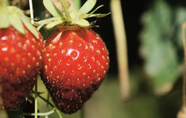 Сорт ремонтантной клубники Флора