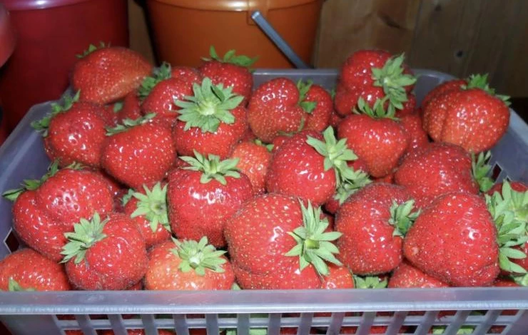 Сорт ремонтантной клубники Кокетка