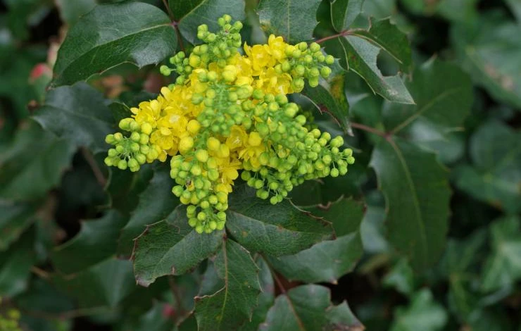 как выглядит магония падуболистная