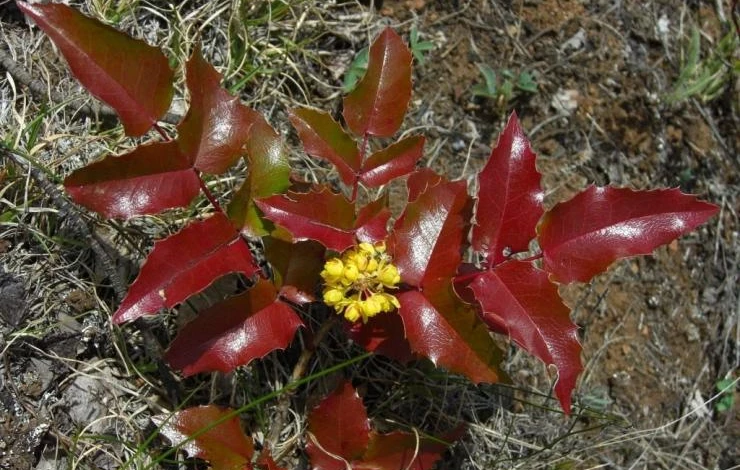 как сажать магонию падуболистную
