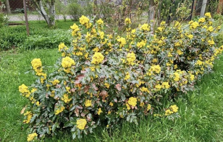 уход за магонией падуболистной