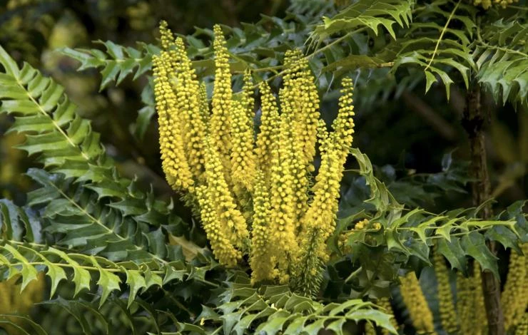 магония японская