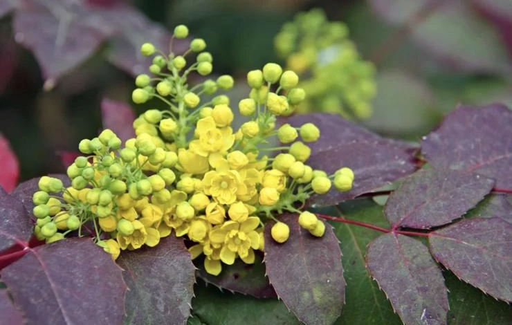 Магония сорт Компакта