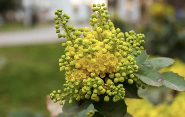 магония сорт ауреа