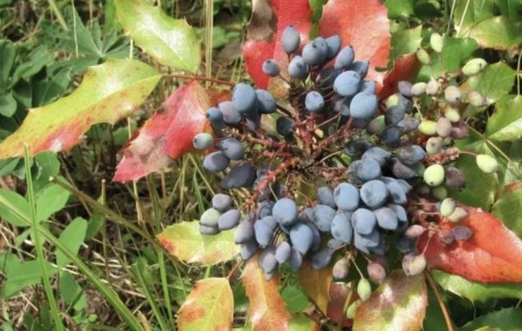 магония плодовая сорт русалка