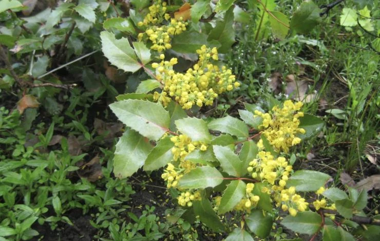 магония сорт Смарагд